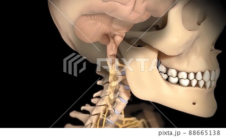 3D human brain model from external on black ackground 88665138