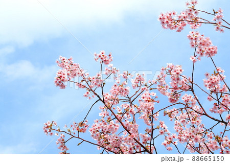 満開の河津桜 満開の河津桜 88665150