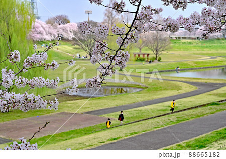 見沼田圃・大宮第二公園 88665182