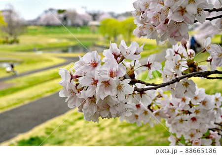 見沼田圃・大宮第二公園 88665186