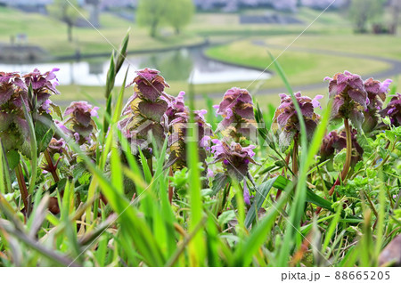 見沼田圃：大宮第二公園　ヒメオドリコソウ 88665205
