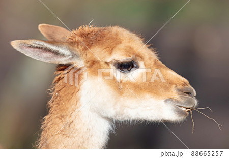 Portrait of a vicuna (Vicugna vicugna) Portrait of a vicuna (Vicugna vicugna) 88665257