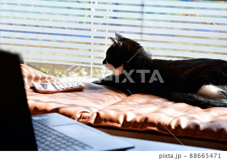 大変たって、電卓見せられてもにゃあ。猫、電卓、ビジネスイメージ素材。猫イメージ素材 88665471