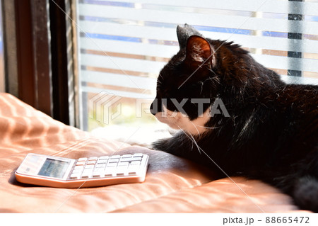 大変たって、電卓見せられてもにゃあ。猫、電卓、ビジネスイメージ素材。猫イメージ素材 大変たって、電卓見せられてもにゃあ。猫、電卓、ビジネスイメージ素材。猫イメージ素材 88665472