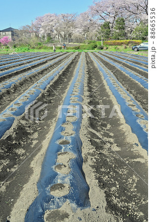 見沼田圃春風景 見晴公園 見沼田圃春風景 見晴公園 88665536