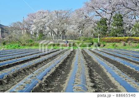 見沼田圃春風景 見晴公園 見沼田圃春風景 見晴公園 88665540