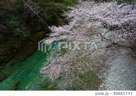 三重県熊野市　新種「クマノザクラ」とエメラルドグリーンの清流 88665743