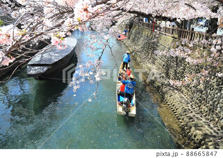 さくら　サクラ　桜　満開の水門川散策・78（岐阜県大垣市水門川） 88665847