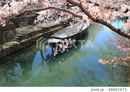 さくら サクラ 桜 満開の水門川散策・101(岐阜県大垣市水門川) さくら サクラ 桜 満開の水門川散策・101(岐阜県大垣市水門川) 88665873