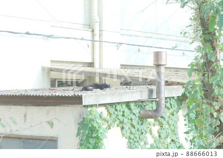 屋根の上の野良猫 屋根の上の野良猫 88666013