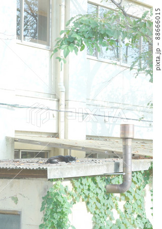 屋根の上の野良猫 屋根の上の野良猫 88666015