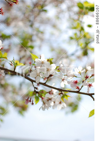 桜・葉桜 88666167