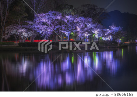 茨城県水戸市 千波湖の桜のライトアップ 茨城県水戸市 千波湖の桜のライトアップ 88666168