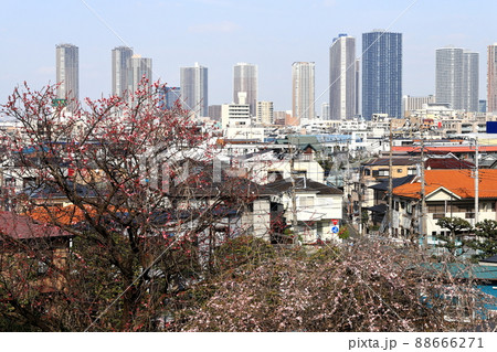 武蔵小杉高層ビル群 遠景 日吉公園より 武蔵小杉高層ビル群 遠景 日吉公園より 88666271