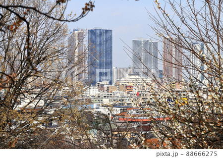 武蔵小杉高層ビル群 遠景 日吉公園より 武蔵小杉高層ビル群 遠景 日吉公園より 88666275