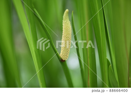 開花初期のショウブ(菖蒲)の花 開花初期のショウブ(菖蒲)の花 88666400