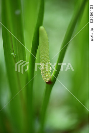 開花初期のショウブ(菖蒲)の花とバッタ 開花初期のショウブ(菖蒲)の花とバッタ 88666403
