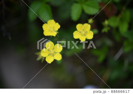 バラ科野草・ヘビイチゴ（蛇苺）の花 88666617