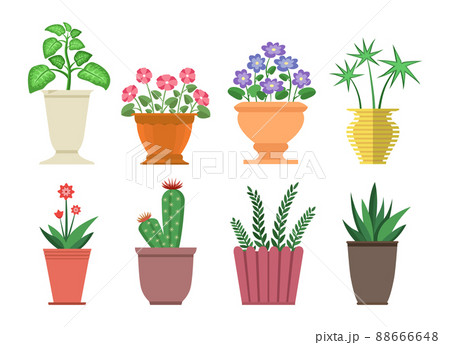 Dieffenbachia Flowers in Pot Vector Illustration 88666648