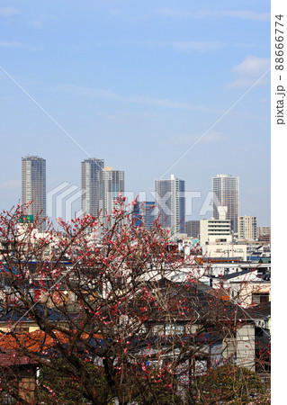 武蔵小杉高層ビル群 遠景 日吉公園より タテ位置 武蔵小杉高層ビル群 遠景 日吉公園より タテ位置 88666774