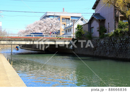 さくら　サクラ　桜　満開の水門川散策・106（岐阜県大垣市水門川） 88666836