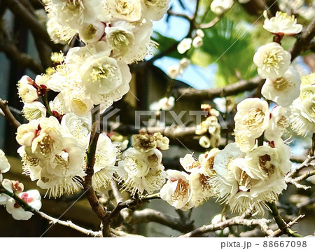 陽を受けてほころぶ梅の花 88667098