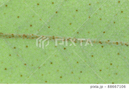 グミ科常緑樹・ナワシログミ（苗代茱萸）の若葉と葉脈 88667106