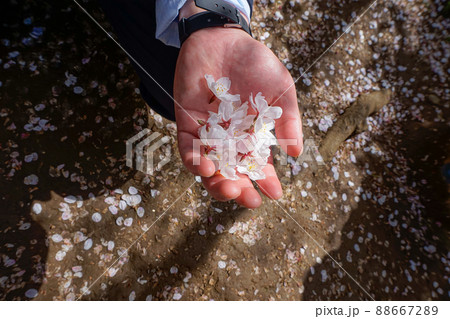 散った桜の花びらを手のひらに集めた男性 散った桜の花びらを手のひらに集めた男性 88667289
