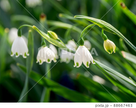 スノーフレーク スノーフレーク 88667463