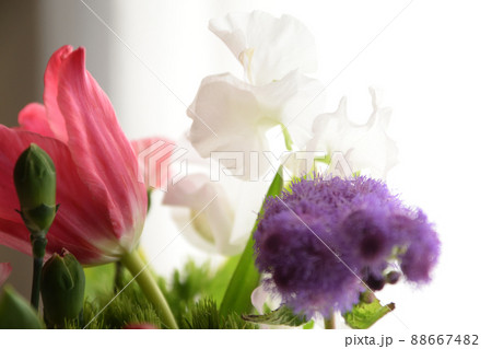 花束 スイートピー ユウギリソウ チューリップの写真素材 6674