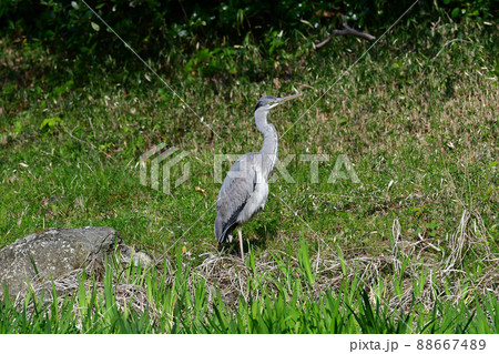 アオサギ アオサギ 88667489