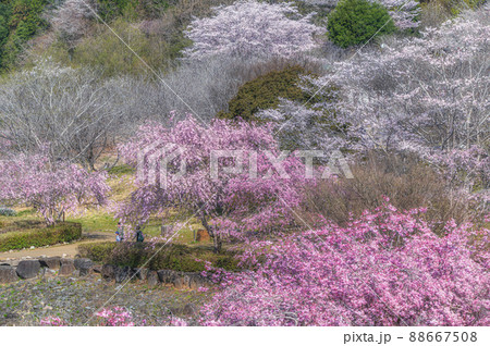 茨城県石岡市　常陸風土記の丘の満開の桜 88667508