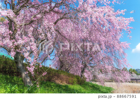 茨城県石岡市　常陸風土記の丘の満開の枝垂れ桜 88667591