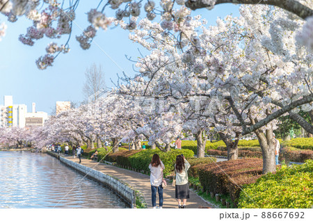 茨城県水戸市 千波湖の桜 茨城県水戸市 千波湖の桜 88667692