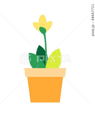 Blooming Yellow Flower Green Leaves in Flowerpot Blooming Yellow Flower Green Leaves in Flowerpot 88667721