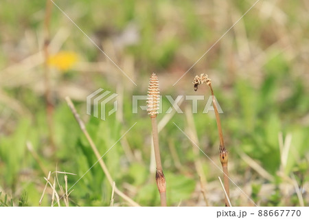 つくし 土筆 つくしんぼ つくし 土筆 つくしんぼ 88667770