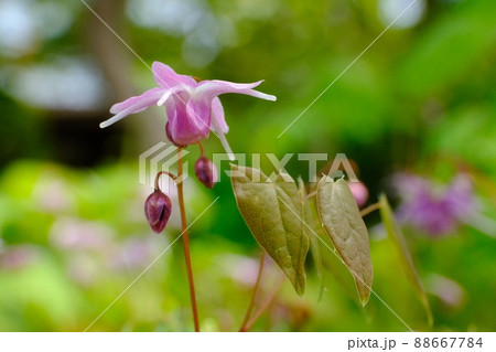 イカリソウの花 東京都町田市 薬師池公園 イカリソウの花 東京都町田市 薬師池公園 88667784