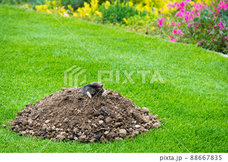 Mole animal - Talpa Europaea, causing damage as a pest in the garden with its mole hills and underground tunnels 88667835