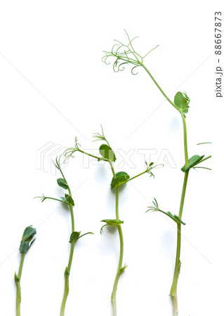 pea sprouts in different grown stages lined up in a row, isolated on white 88667873