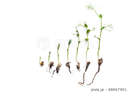 pea sprouts in different grown stages lined up in a row, isolated on white pea sprouts in different grown stages lined up in a row, isolated on white 88667901