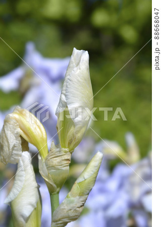 Tall bearded iris Tranquility 88668047