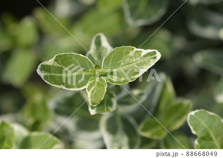 Wintercreeper Emerald Gaiety 88668049
