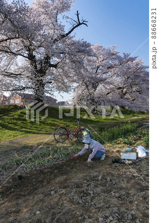 満開の桜と農作業する老婦人 88668231