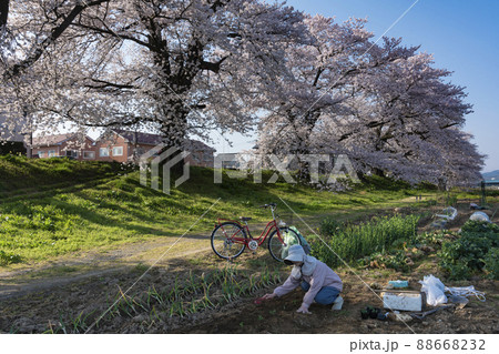 満開の桜と農作業する老婦人 88668232