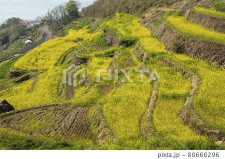 風景 菜の花 自然 88668296