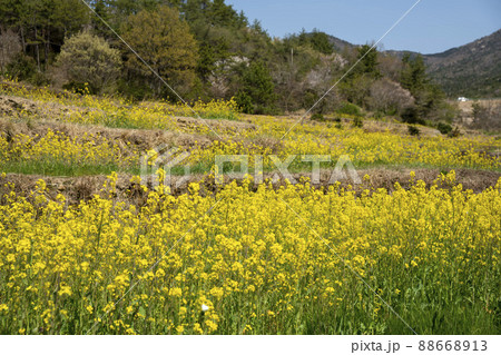 風景 菜の花 山 88668913