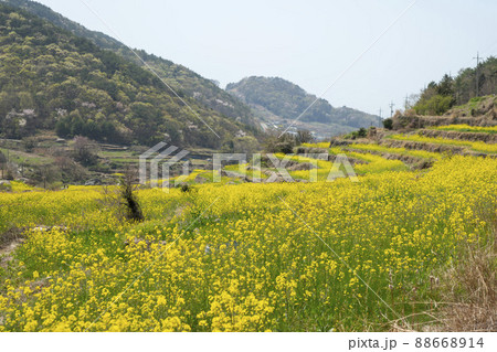 風景 菜の花 山 88668914