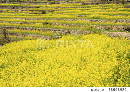 風景 菜の花 山 88668925