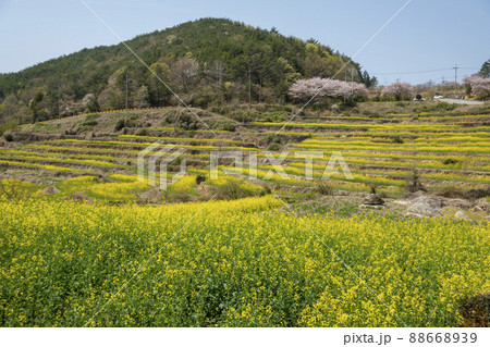 風景 菜の花 山 88668939