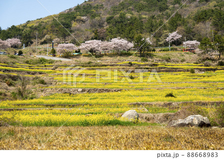風景 菜の花 山 88668983